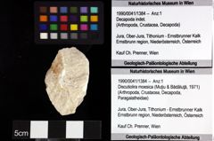 Foto (Objket + Etiketten) von Discutiolira moesica (Muţiu & Bădăluţă, 1971) 